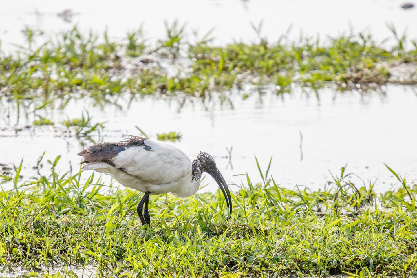 Heiliger Ibis